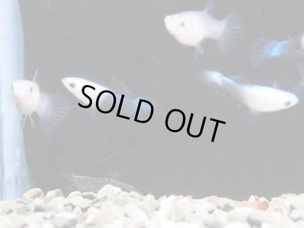 画像2: 国産グッピー モスコーパンダ 1ペア (2)