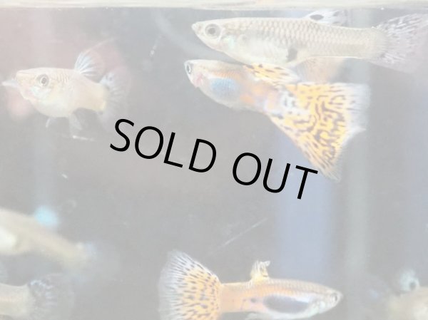 画像2: 国産グッピー レッドグラス 1ペア (2)