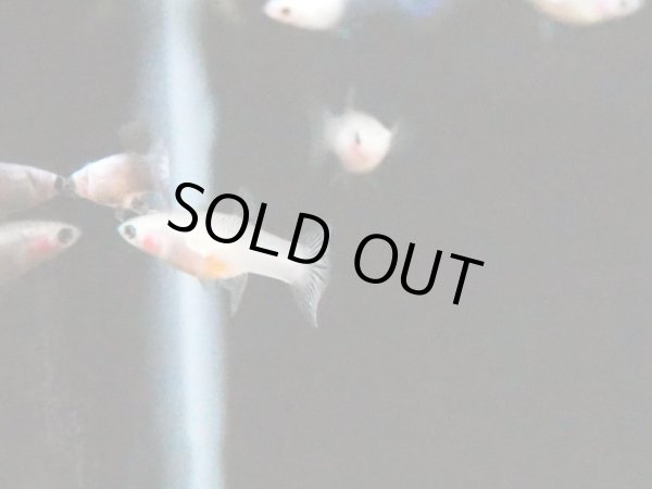 画像3: 国産グッピー モスコーパンダ 1ペア (3)