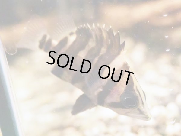 画像2: ダトニオ プラスワン(5cm±)WILD (2)