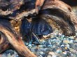 画像3: ダトニオ プラスワン(5cm±)WILD (3)