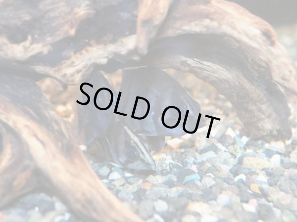 画像3: ダトニオ プラスワン(5cm±)WILD (3)