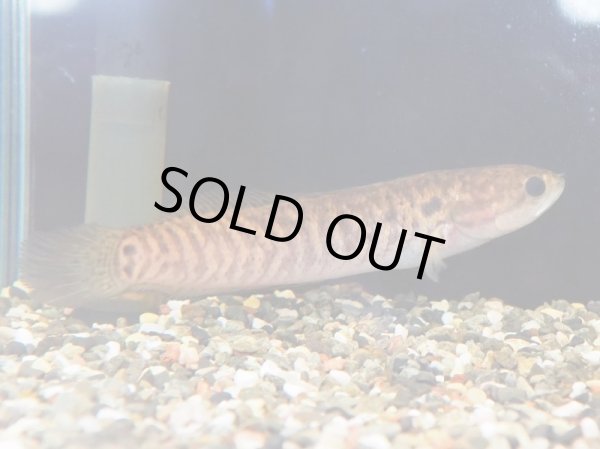 画像2: チャンナ アジアティカ レッドタイガーストライプ(15cm±) (2)