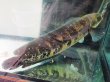 画像2: チャンナ マルリオイデス(45cm±)イエローセンタルン (2)