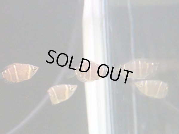 画像2: チョコレートグラミー (2)