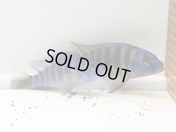 画像2: コバルトブルーシクリッド(8cm±) (2)