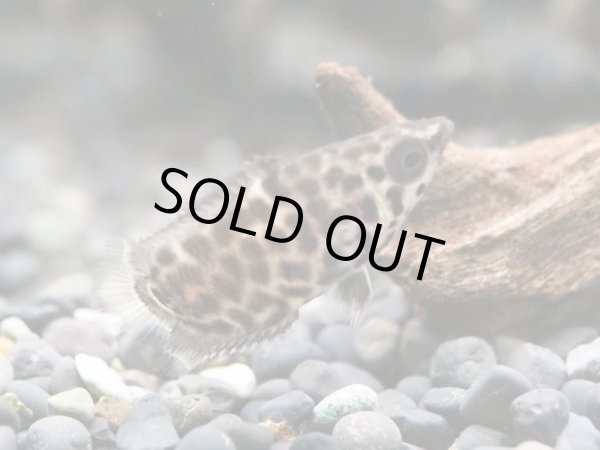 画像1: レオパード クテノポマ S (1)