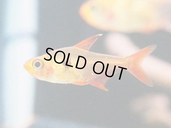 画像2: レッドファントム ルブラ (2)