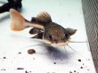 画像1: レッドテールキャット(12cm±) (1)