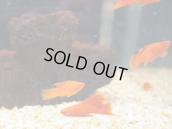 画像3: RREA タンジェリン ハイフィンライヤーソード 1ペア (3)