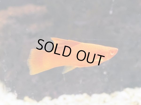 画像2: RREA タンジェリン ハイフィンライヤーソード 1ペア (2)