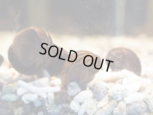 画像2: シマカノコガイ (2)