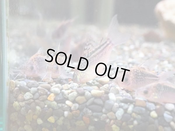 画像2: コリドラス ナヌス WILDコロンビア (2)