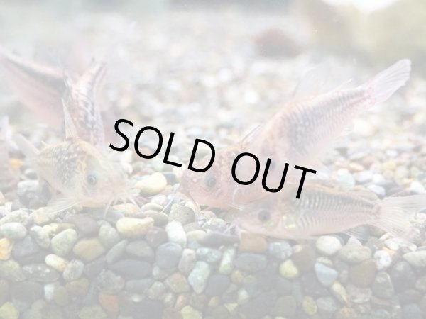 画像3: コリドラス ナヌス WILDコロンビア (3)