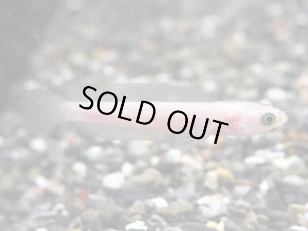 画像2: コウタイ リューシスティック(5cm±)ブリード (2)