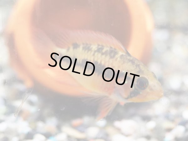 画像3: アピストグラマ ヴィエジタ スーパーレッド 1ペア 上物 EUブリード (3)