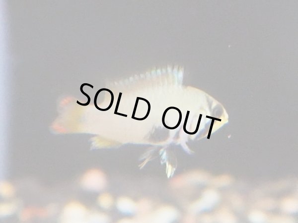 画像4: アピストグラマ パンドリニ 1ペア EUブリード (4)