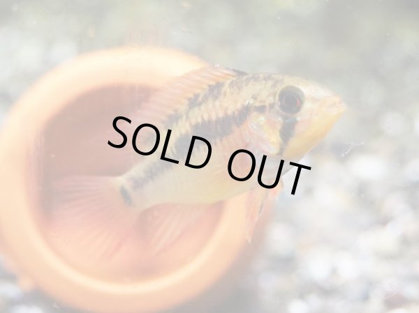 画像4: アピストグラマ ヴィエジタ スーパーレッド 1ペア 上物 EUブリード (4)