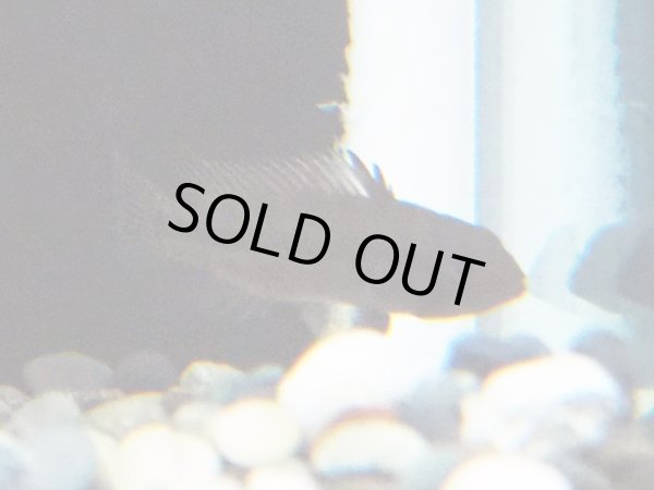 画像2: アピストグラマ ユルエンシス 1ペア WILDペルー (2)