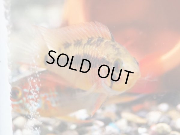 画像2: アピストグラマ ヴィエジタ スーパーレッド 1ペア 上物 EUブリード (2)