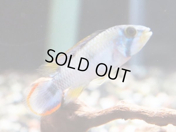 画像2: アピストグラマ パンドリニ 1ペア EUブリード (2)