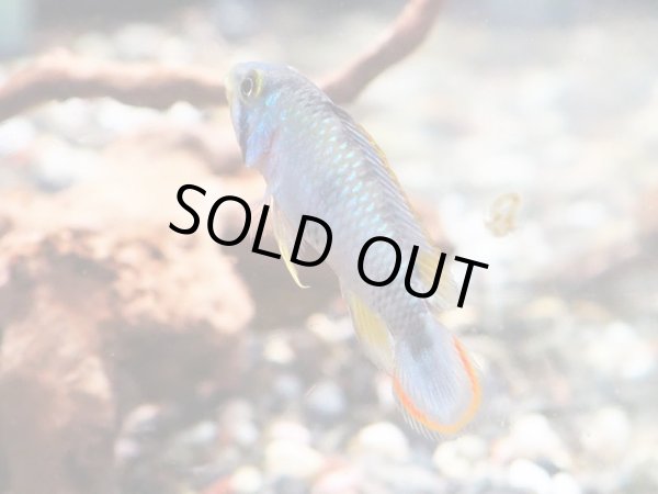 画像3: アピストグラマ パンドリニ 1ペア EUブリード (3)