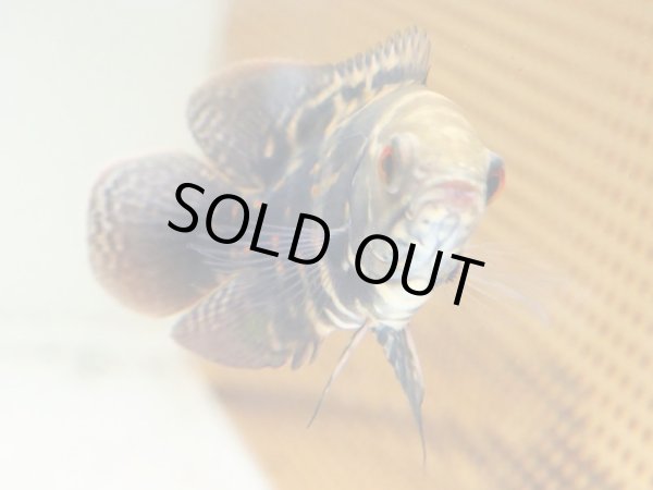 画像3: オスカー(9cm±)WILDコロンビア (3)