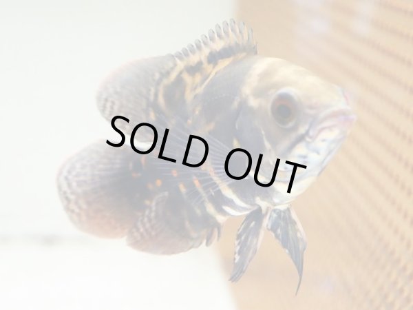 画像2: オスカー(9cm±)WILDコロンビア (2)