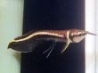 画像1: ブラックアロワナ ベビー(6cm±)WILD (1)