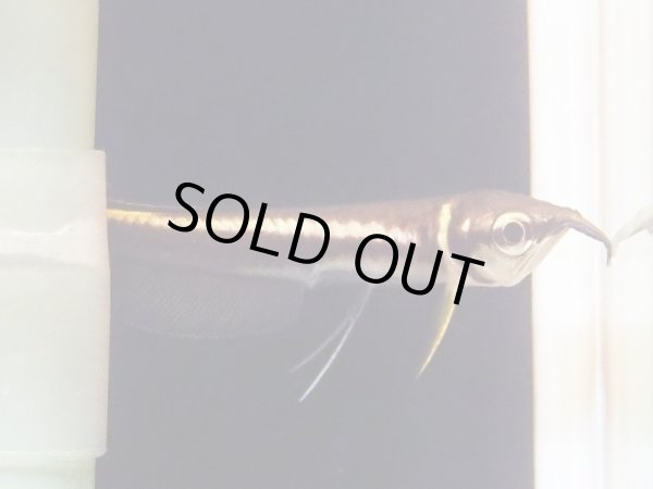 画像4: ブラックアロワナ ベビー(6cm±)WILD (4)