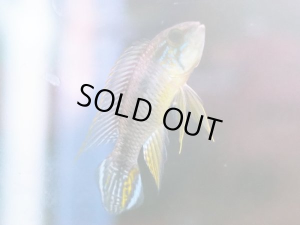 画像4: アピストグラマ アガシジィ 1ペア 上物 WILDリオタパウア (4)