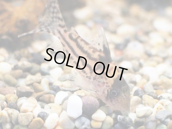 画像2: コリドラス インコリカーナII(ペペリアII) (2)