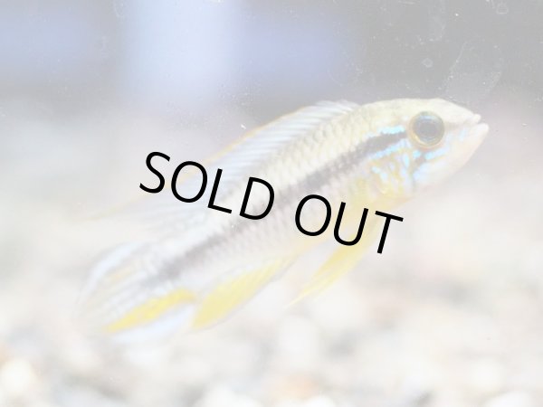 画像3: アピストグラマ アガシジィ 1ペア 上物 WILDリオタパウア (3)