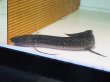 画像1: プロトプテルス エチオピクス コンギクス(35cm±)WILD (1)