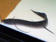 画像2: プロトプテルス エチオピクス コンギクス(35cm±)WILD (2)