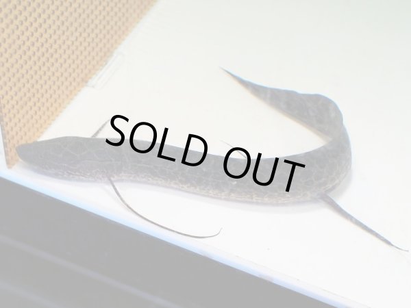 画像2: プロトプテルス エチオピクス コンギクス(35cm±)WILD (2)