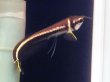 画像3: ブラックアロワナ ベビー(6cm±)WILD (3)