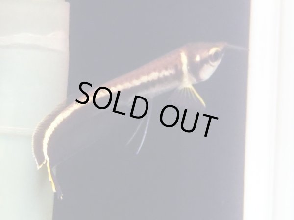 画像3: ブラックアロワナ ベビー(6cm±)WILD (3)