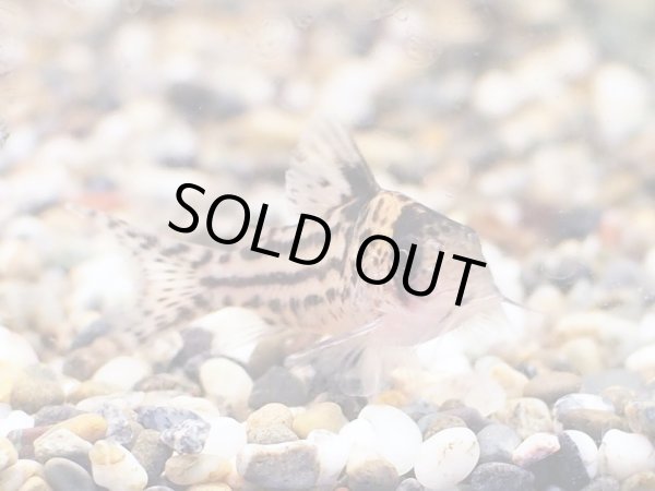 画像3: コリドラス インコリカーナII(ペペリアII) (3)