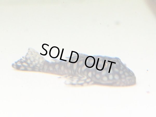 画像2: ロイヤルスポットスパングルプレコ(6cm±) (2)