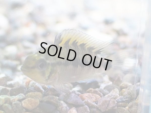 画像2: アピストグラマ SP.アルトバウペスII 1ペア WILD (2)