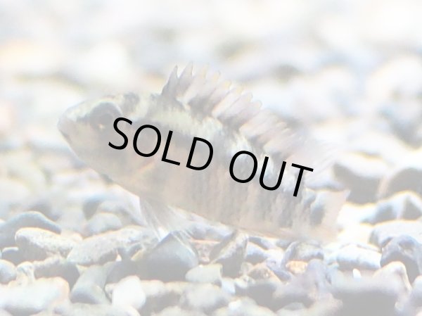 画像3: アピストグラマ SP.アルトバウペスII 1ペア WILD (3)