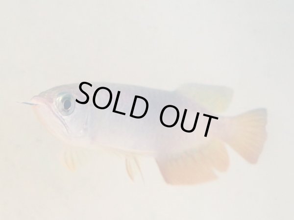 画像4: アジアアロワナ 過背金龍(13cm±) (4)