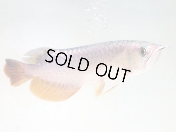 画像3: アジアアロワナ 過背金龍(18cm±)▲ (3)