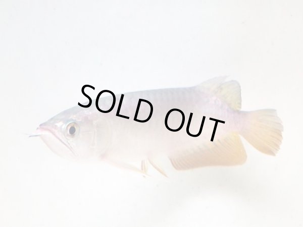 画像3: アジアアロワナ 過背金龍(15cm±) (3)