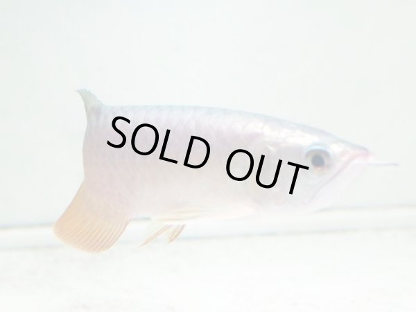 画像4: アジアアロワナ 過背金龍(15cm±) (4)