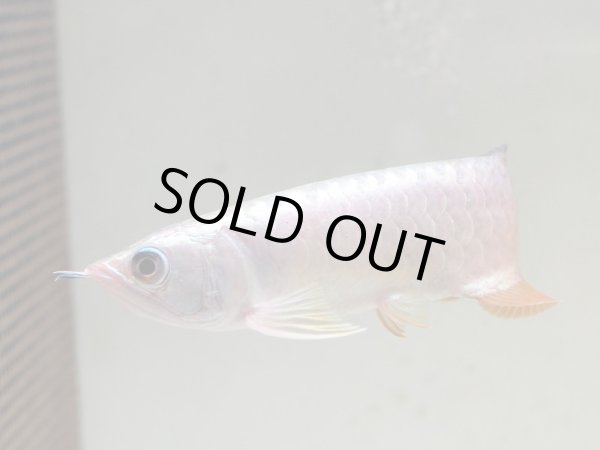 画像3: アジアアロワナ 過背金龍(15cm±) (3)