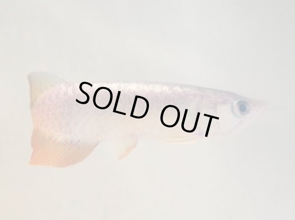 画像3: アジアアロワナ 過背金龍(13cm±) (3)