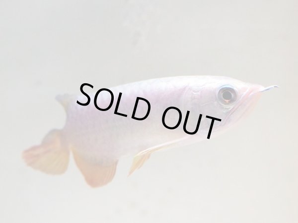 画像4: アジアアロワナ 過背金龍(15cm±) (4)