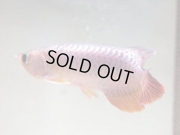 画像2: アジアアロワナ 過背金龍(18cm±)▲ (2)